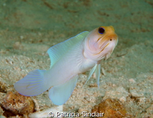 Yellow Headed jawfish checking me out. I spent a bit of t... by Patricia Sinclair 